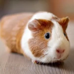 Logo of Guinea pig Wallpapers android Application 