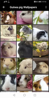 Guinea pig Wallpapers android App screenshot 0