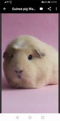 Guinea pig Wallpapers android App screenshot 1