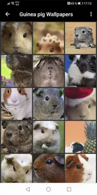 Guinea pig Wallpapers android App screenshot 2