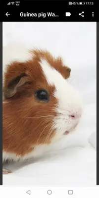 Guinea pig Wallpapers android App screenshot 3